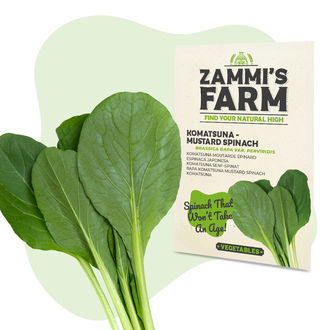Komatsuna (Brassica rapa var. perviridis) -siemenet