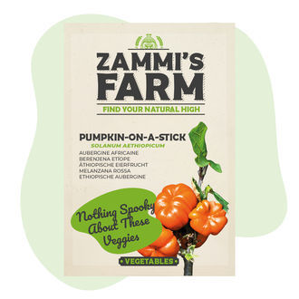 Pumpkin on a Stick (Solanum aethiopicum) -siemenet