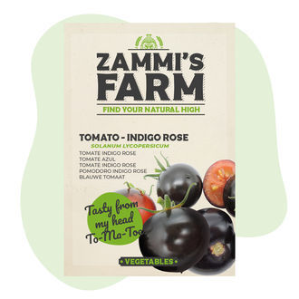 Indigo Rose -tomaatin (Solanum lycopersicum) siemenet