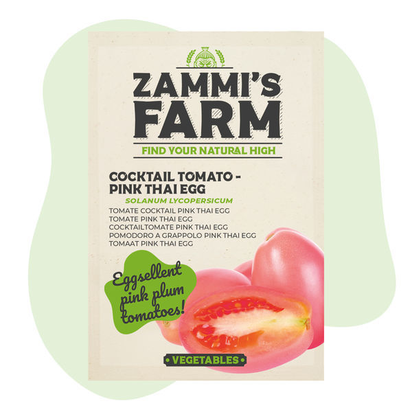 Cocktail-tomaatin 'Thai Pink Egg' (Solanum lycopersicum) siemenet