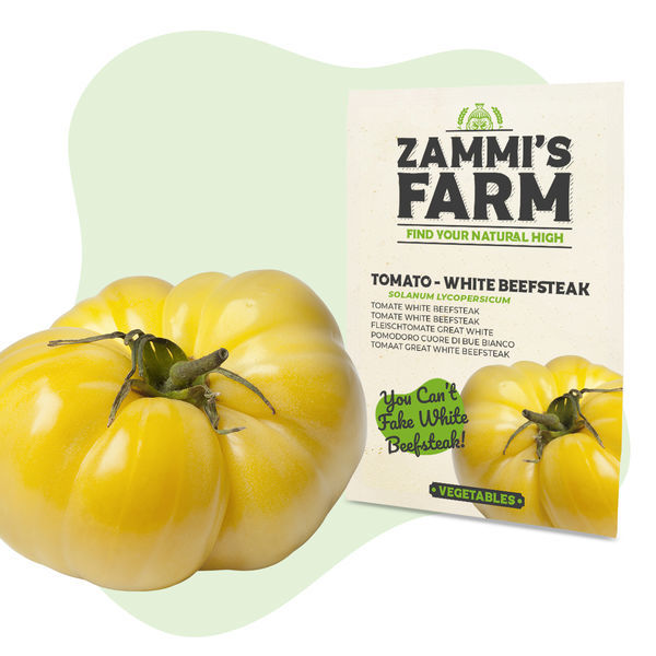 Great White -pihvitomaatin (Solanum lycopersicum) siemenet