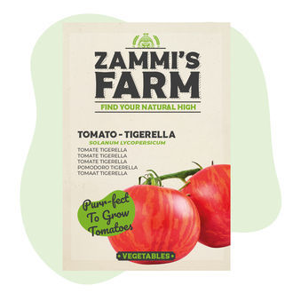 Tigerella-tomaatin (Solanum lycopersicum) siemenet