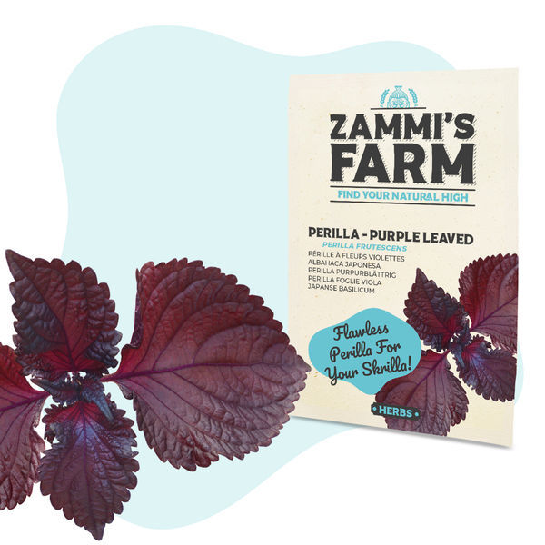 Purple perilla (Perilla frutescens) -siemenet
