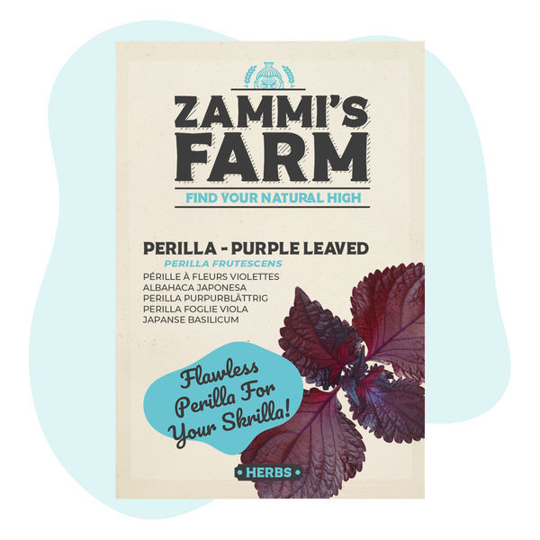 Purple perilla (Perilla frutescens) -siemenet