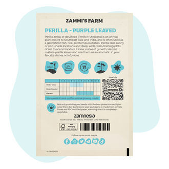 Purple perilla (Perilla frutescens) -siemenet