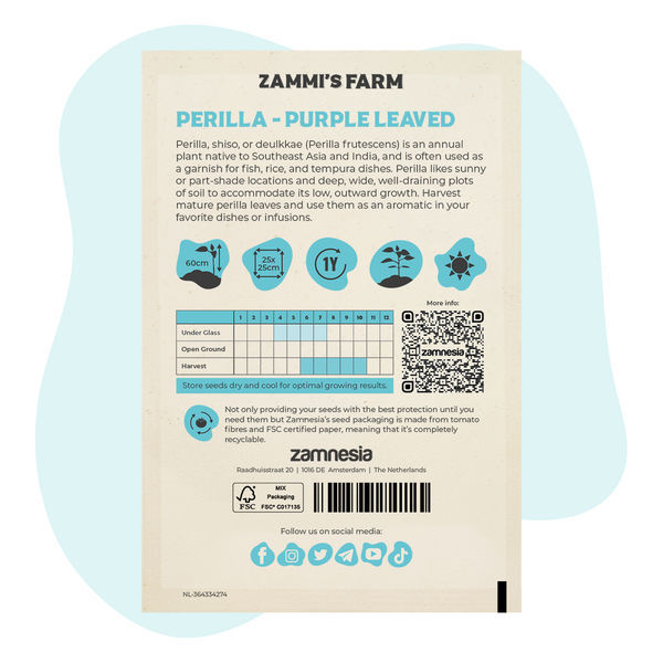 Purple perilla (Perilla frutescens) -siemenet