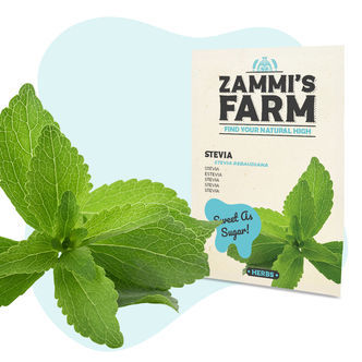 Stevia (Stevia rebaudiana) -siemenet