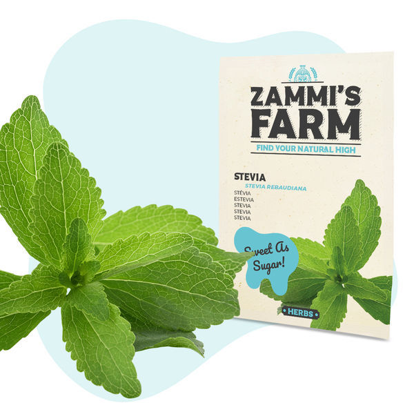 Stevia (Stevia rebaudiana) -siemenet