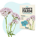 Valeriaanan (Valeriana officinalis) siemenet