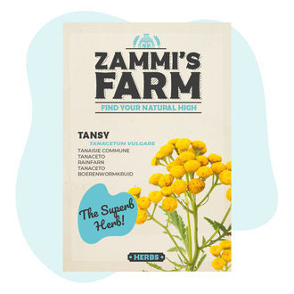 Pietaryrtin (Tanacetum vulgare) siemenet