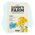 Pietaryrtin (Tanacetum vulgare) siemenet