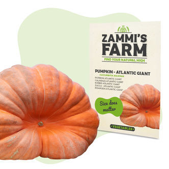 Atlantic Giant -kurpitsan (Cucurbita maxima) siemenet