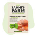 Atlantic Giant -jättiläiskurpitsan (Cucurbita maxima) siemenet