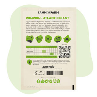 Atlantic Giant -jättiläiskurpitsan (Cucurbita maxima) siemenet