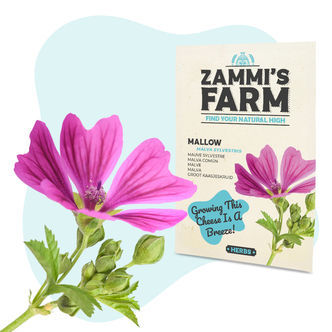Ruusumalvan (Malva sylvestris) siemenet