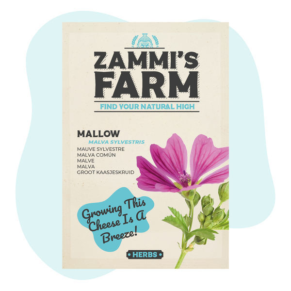 Malva sylvestris -siemenet (malva)