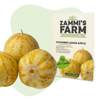 Sitruuna-omena-kurkku (Cucumis sativus) siemenet