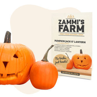 Kurpitsa Jack O' Lantern (Cucurbita pepo) -siemenet