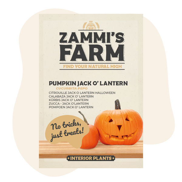 Kurpitsa Jack O' Lantern (Cucurbita pepo) -siemenet