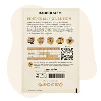 Kurpitsa Jack O' Lantern (Cucurbita pepo) -siemenet
