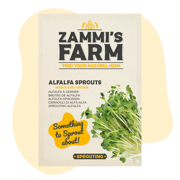 Sinimailasen idut (Medicago sativa) -siemenet