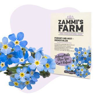 Lemmikki ”Indigo Blue” (Myosotis alpestris) -siemenet