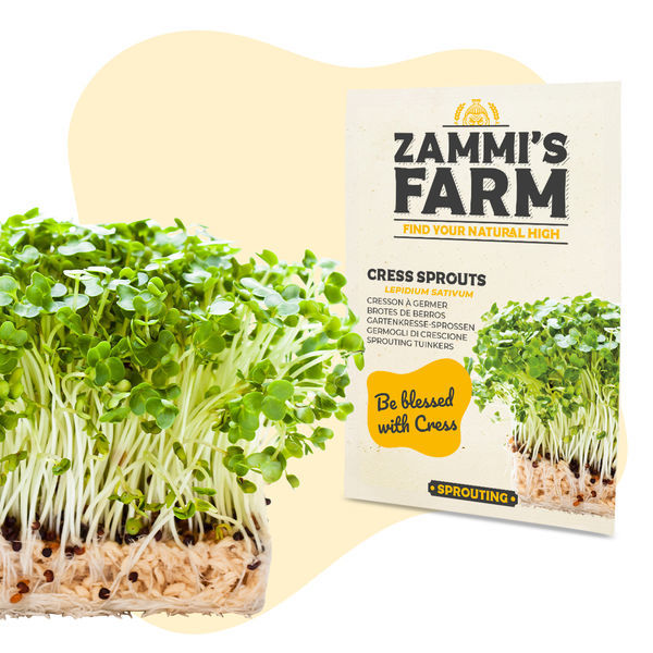Krassin idut (Lepidium sativum) -siemenet