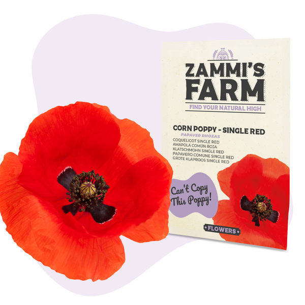 Peltounikko 'Single Red' (Papaver rhoeas) -siemenet