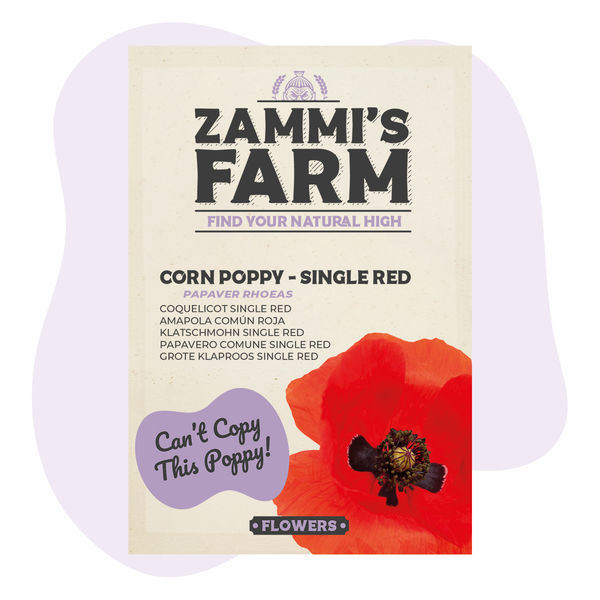 Peltounikko 'Single Red' (Papaver rhoeas) -siemenet