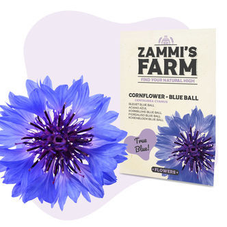 Ruiskaunokki 'Blue Ball' (Centaurea cyanus) -siemenet