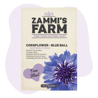 Ruiskaunokin 'Blue Ball' (Centaurea cyanus) -siemenet
