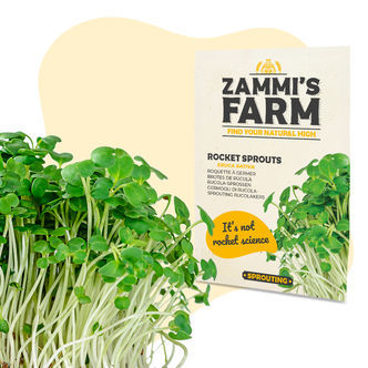 Rukolan (Eruca sativa) id&auml;tyssiemenet
