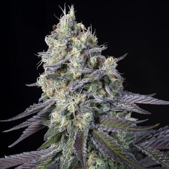 Purple Mintz (Paradise Seeds) feminisoidut