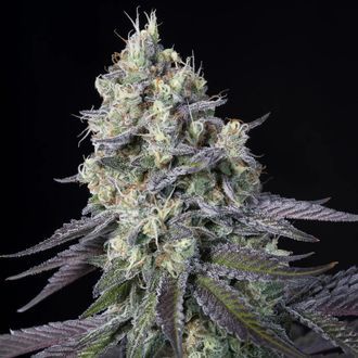 Purple Mints (Paradise Seeds) Feminisoidut