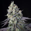 Purple Mints (Paradise Seeds) Feminisoidut