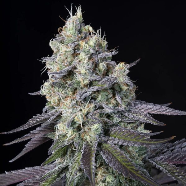 Purple Mints (Paradise Seeds) Feminisoidut