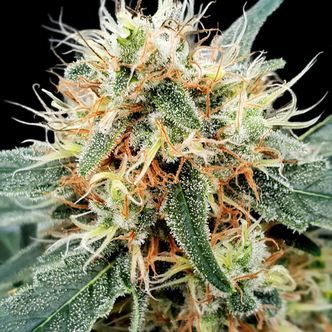 Stromboli Auto (Paradise Seeds) feminisoidut