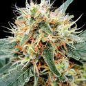 Stromboli Auto (Paradise Seeds) Feminisoidut
