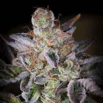 Sweetopia (Paradise Seeds) Feminisoidut