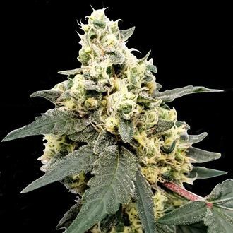 Lemonade Auto (Paradise Seeds) Feminisoidut