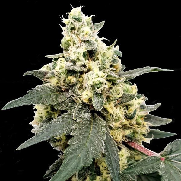 Lemonade Auto (Paradise Seeds) Feminisoidut