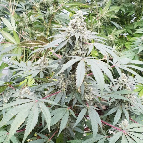 Lemonade Auto (Paradise Seeds) Feminisoidut