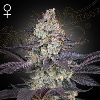 Ztrawberry (Greenhouse Seeds) feminisoitu