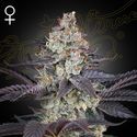 Ztrawberry (Greenhouse Seeds) Feminisoidut