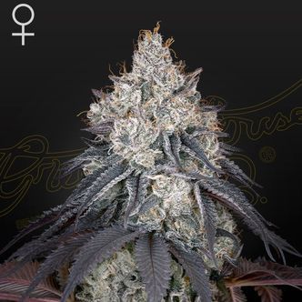 Lemon Orange (Greenhouse Seeds) Feminisoidut kannabiksen siemenet