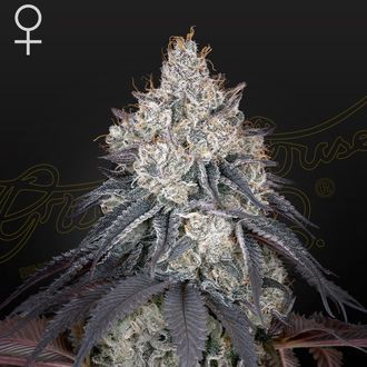 Lemon Orange (Greenhouse Seeds) Feminisoidut