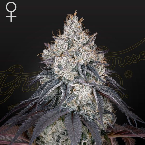 Lemon Orange (Greenhouse Seeds) Feminisoidut