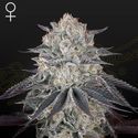 Fullgas! (Greenhouse Seeds) Feminisoidut