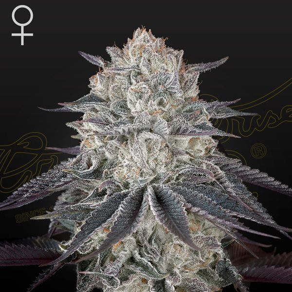 Fullgas! (Greenhouse Seeds) Feminisoidut