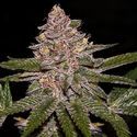 Radical Juice (Ripper Seeds) Feminisoidut